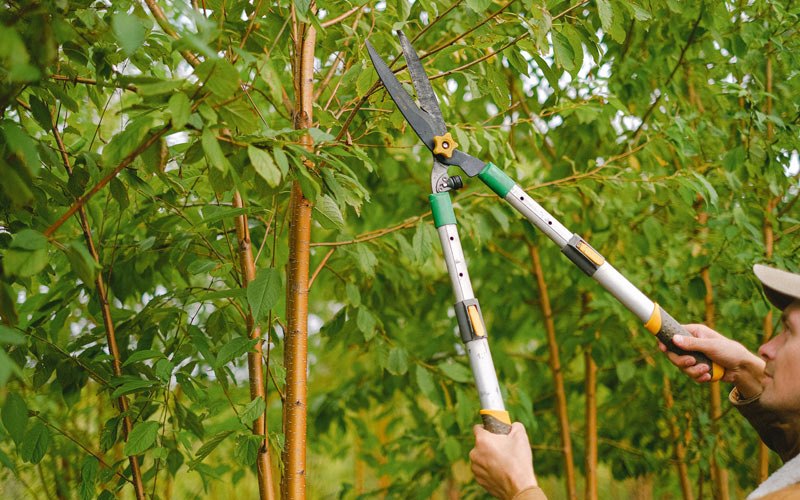 Tree trimming in Hurley, MO