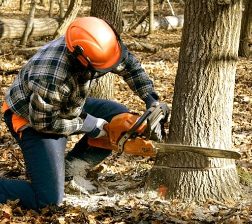 Tree Removal in Hurley, MO